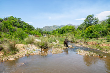 Cows At The River