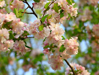 Flowering crabapple in the garden