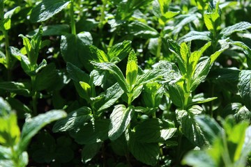 Pfefferminze im Garten