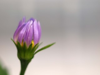 ミヤコワスレの蕾