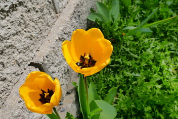 Fototapeta premium Yellow tulips and dandelions 