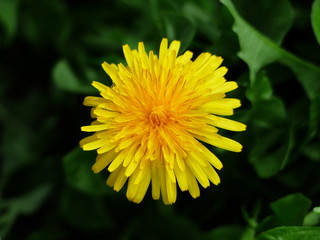 Yellow tulips and dandelions 