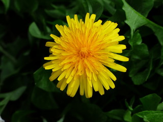 Yellow tulips and dandelions 