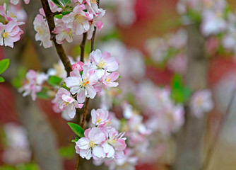 Flowering crabapple in the garden