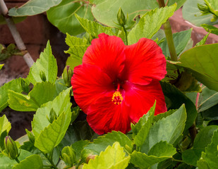 Red Hibiscus surrounded by green leaves in the bright sunlight of the Bahamas.