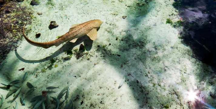 Small Brown Shark Surrounded By Clear Water During A Beautiful Sunny Day In The Bahamas.