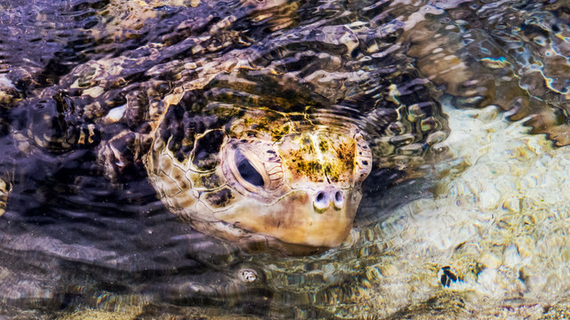 Close-up photo of a beautiful sea turtle under the warm tropical water of the Bahamas.