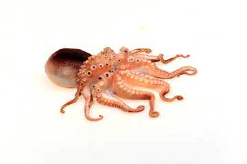 Octopus on a white background