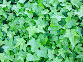 Spring ivy background.