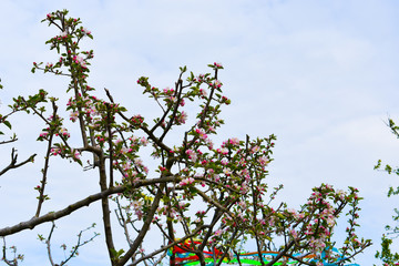  spring tree, blooming tree