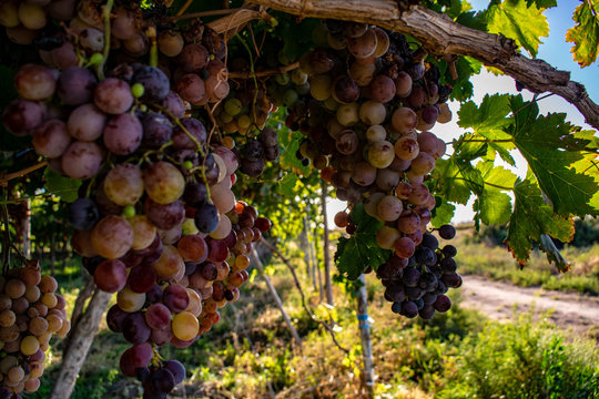 racimos de uvas