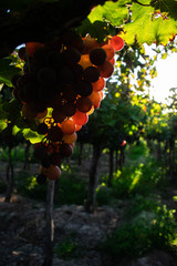 uvas