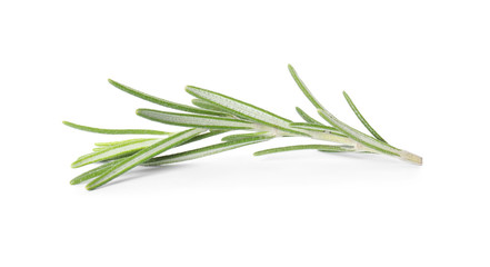 Fresh green rosemary twig on white background