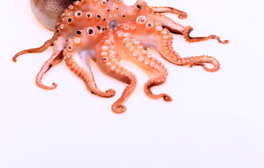 Octopus on a white background
