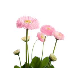 Beautiful blooming daisies against white background. Spring flowers © New Africa