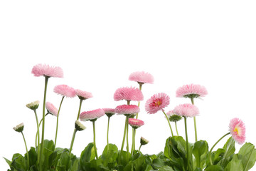 Beautiful blooming daisies against white background. Spring flowers © New Africa