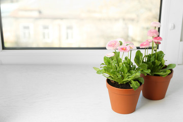 Beautiful blooming daisies in pots on window sill, space for text. Spring flowers