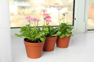 Beautiful blooming daisies in pots on window sill. Spring flowers