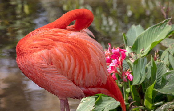 Pink Flamingo Wildlife Image - Beautiful Tropical Bird Resting with Head Buried in Feathers, Bright saturated colors, incredible feather detail. Wading bird in the Phoenicopteridae family.