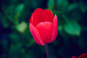 Beautiful view of a red tulip in the garden next to green background of plants.