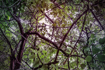 árbol