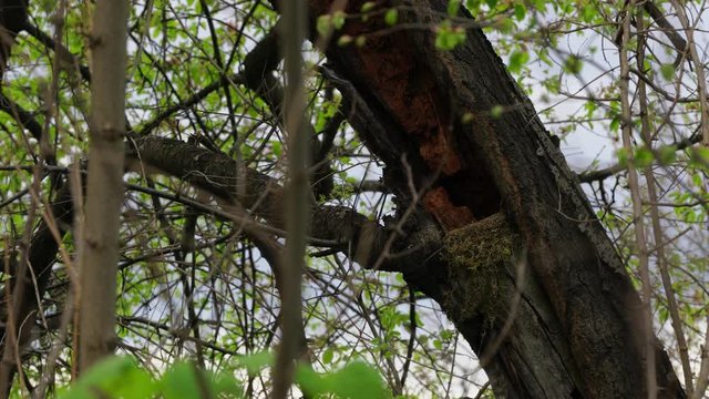 Nest of Blackbird on old tree - (4K)