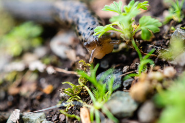 Leopard Slug in the rain forests of the Olympic Peninsula of Washington state