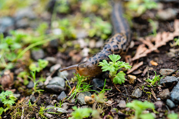 Leopard Slug in the rain forests of the Olympic Peninsula of Washington state