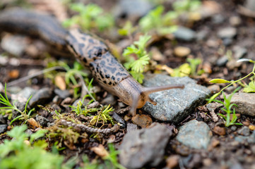 Leopard Slug in the rain forests of the Olympic Peninsula of Washington state