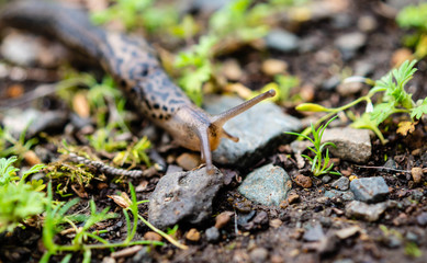 Leopard Slug in the rain forests of the Olympic Peninsula of Washington state