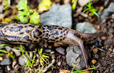 Leopard Slug in the rain forests of the Olympic Peninsula of Washington state