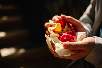 Petals of white and red roses in male hands. Wedding tradition to sprinkle the newlyweds