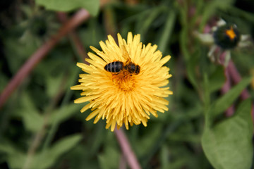 Pollen collecting bee in yellow dandelion flower with diffused green grass background.