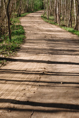 Country road through a spring birch forest