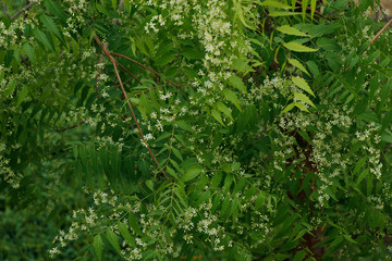 Fototapeta premium Azadirachta indica, commonly known as neem, nimtree or Indian lilac