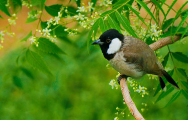 bulbul bird sitting in a neem tree