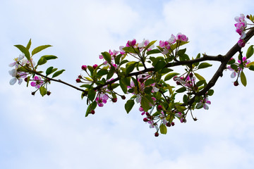  spring tree, blooming tree