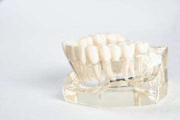 Dental jaw model against white background with copy space