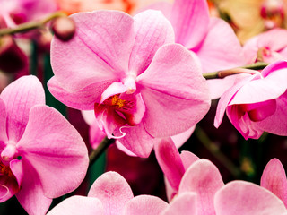 Fototapeta na wymiar Multiple pink fresh Orchid flower from the Orchidaceae family close-up in modern florist store