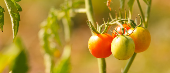 Cherry tomatoes ripen on the bush. Red tomatoes in the garden. Growing tomatoes for sale. Red vegetables in the garden
