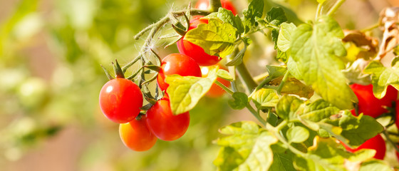 Cherry tomatoes ripen on the bush. Red tomatoes in the garden. Growing tomatoes for sale. Red vegetables in the garden
