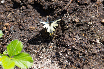 Butterfly Fennel Swallowtail (Papilio machaon) in the Nature