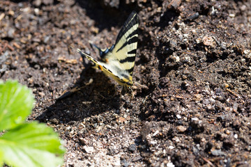Butterfly Fennel Swallowtail (Papilio machaon) in the Nature