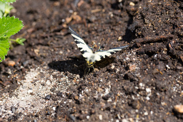 Butterfly Fennel Swallowtail (Papilio machaon) in the Nature