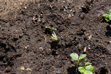 Butterfly Fennel Swallowtail (Papilio machaon) in the Nature