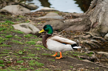 A male Mallard duck on the banks of a pond in Washington state, USA