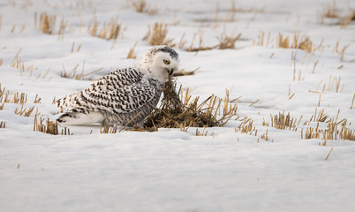 Snowy owl in the winter