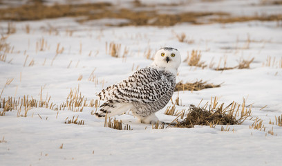 Snowy owl in the winter