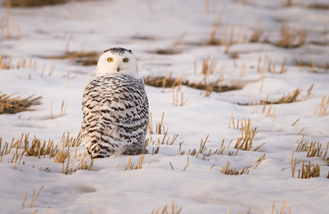Snowy owl in the winter