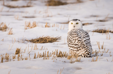 Snowy owl in the winter